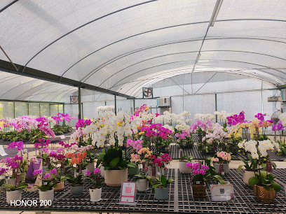 sanyi plants nursery